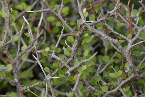 Aristotelia fruticosa (Aristotelia fruticosa)