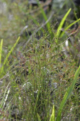 Sporadanthus interruptus