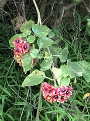 Clerodendrum canescens