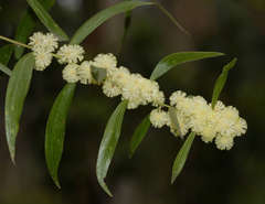 Acacia verniciflua