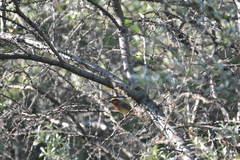 Carpodacus erythrinus