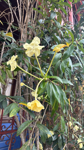 Brunfelsia americana observed 2026-08-03