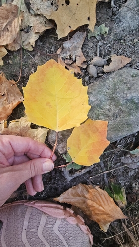 bigtooth aspen