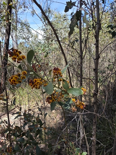 Daviesia mimosoides observed 2026-10-12