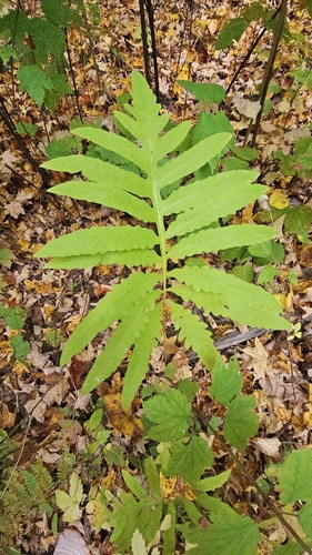 sensitive fern