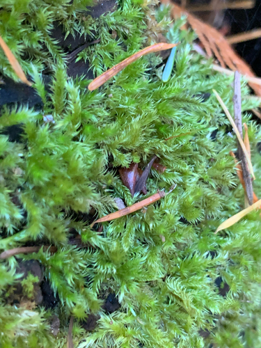 Homalothecium fulgescens observed 2026-10-11