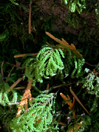 Leucolepis acanthoneura observed 2026-10-11