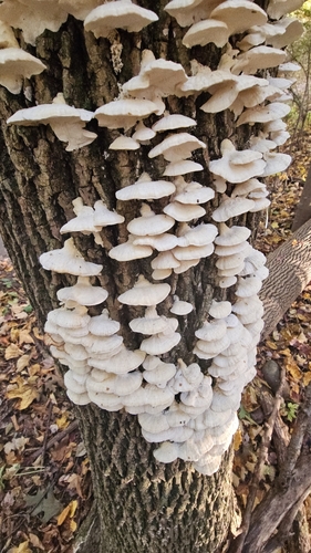 white-rot fungus
