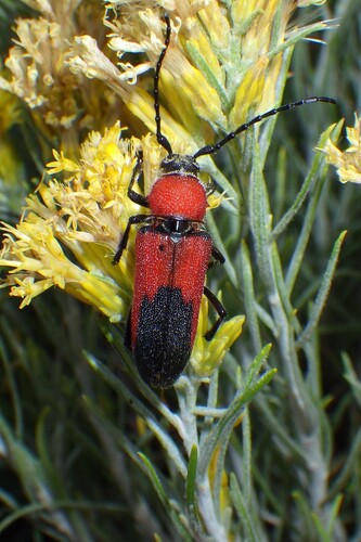 Red and Black Long-horned Beetle