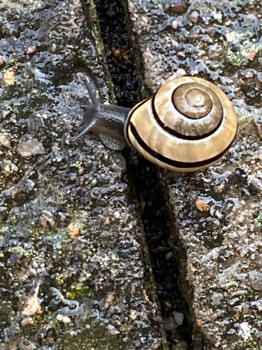 Brown-lipped Snail