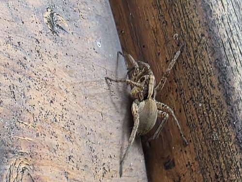 Radiated Wolf Spider