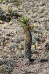 Yucca faxoniana