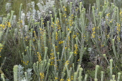 Aotus lanigera
