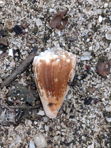 Conus diadema observed 2026-09-30