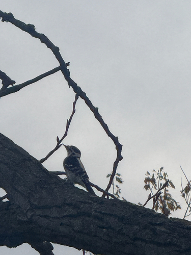 Downy Woodpecker
