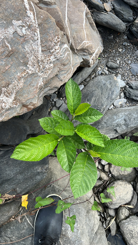 Ficus benguetensis observed 2026-10-06