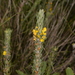 Pointed Aotus - Photo (c) Nick Lambert, some rights reserved (CC BY-NC-SA), uploaded by Nick Lambert