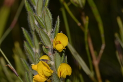 Aotus lanigera