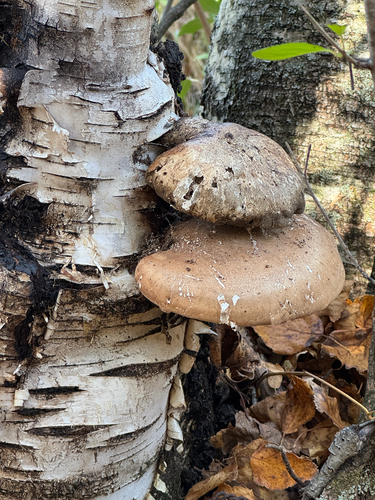birch polypore