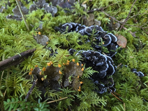 Phellodon atratus
