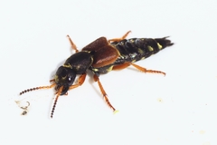 Staphylinus dimidiaticornis