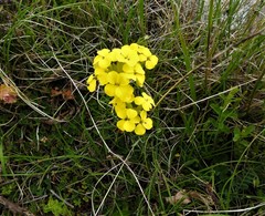 Erysimum pseudorhaeticum