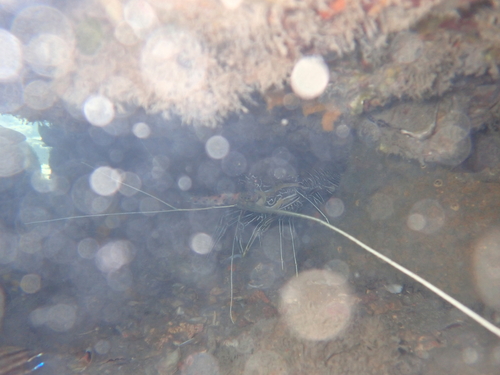 Painted Spiny Lobster