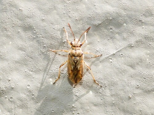 Nysius caledoniae observed 2026-10-12