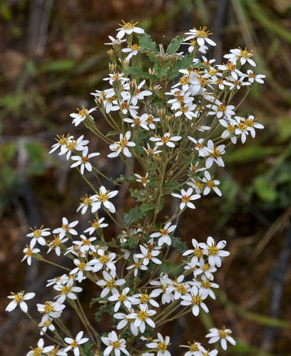 Image of Olearia erubescens by (c) Chris Clarke, some rights reserved (CC BY)