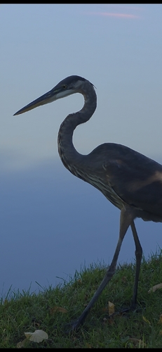 Great Blue Heron