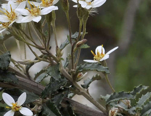 Image of Olearia erubescens by (c) Chris Clarke, some rights reserved (CC BY)
