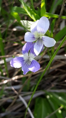 Viola elatior