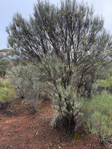 Eremophila oppositifolia observed 2026-10-12