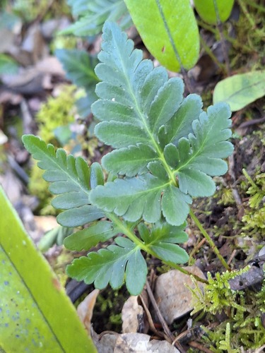 Davallia repens observed 2026-10-04