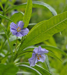 Solanum vescum