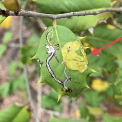 Phytomyza ilicis group