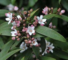 Philotheca myoporoides
