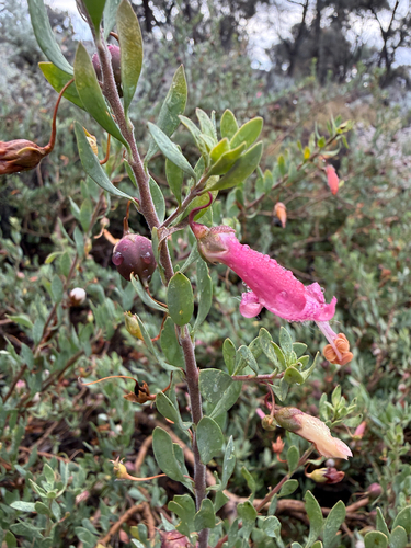 Eremophila maculata observed 2026-10-12