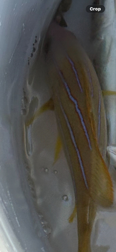 Lutjanus kasmira observed 2026-10-11