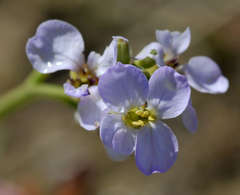 Cakile maritima maritima