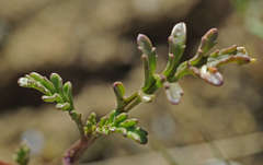 Cakile maritima maritima