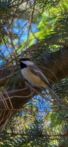 Black-capped Chickadee