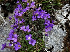 Aubrieta columnae