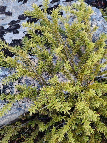 Podocarpus nivalis observed 2026-10-10