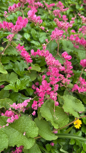 Antigonon leptopus observed 2026-10-05
