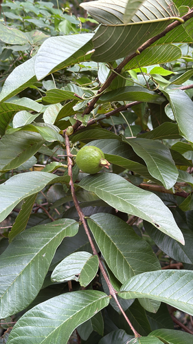 Psidium guajava observed 2026-10-05