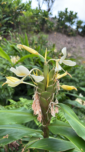 Hedychium coronarium observed 2026-10-05