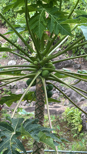 Carica papaya observed 2026-10-05