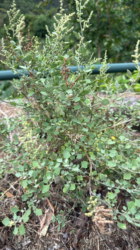 Chenopodium oahuense observed 2026-10-05