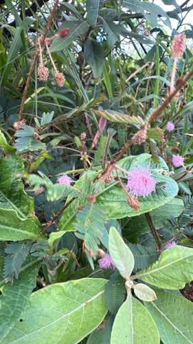 Mimosa pudica observed 2026-10-05